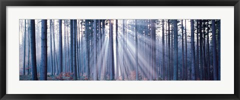 Framed Forest w/ sunrays Landsberg Vicinity Germany Print