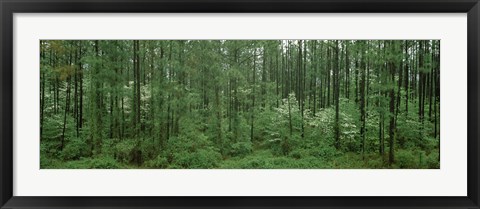 Framed Flowering Dogwood (Cornus florida) trees in a forest, Alaska, USA Print