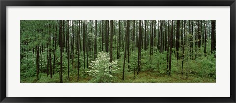 Framed Flowering Dogwood, Alabama Print