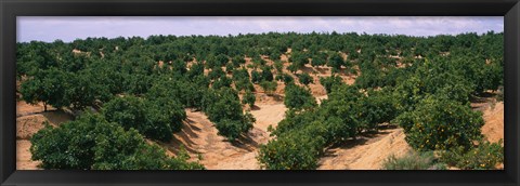 Framed Orange groves in a field, Andalusia, Spain Print