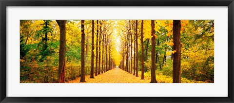 Framed Tree-lined road Schwetzingen Germany Print