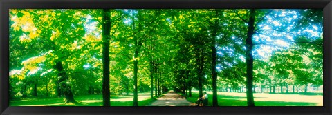 Framed Tree-lined road Dresden vicinity Germany Print