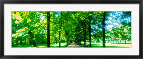 Framed Tree-lined road Dresden vicinity Germany Print