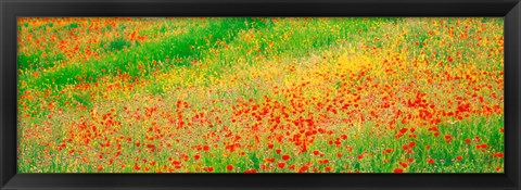 Framed Fields of flowers Andalusia Granada Vicinity Spain Print