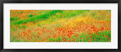 Framed Fields of flowers Andalusia Granada Vicinity Spain Print