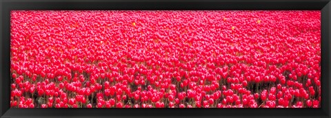 Framed Fields of tulips Alkmaar Vicinity Netherlands Print