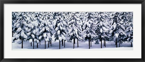 Framed Snow covered Cedar trees Kyoto Hanase Japan Print