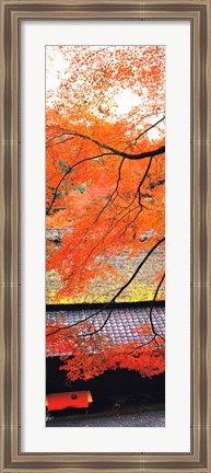 Framed Autumn Colors, Sagano Kyoto Japan Print