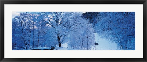 Framed Snow Covered Trees, Ramsau Germany Print