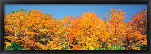 Framed Trees Autumn Ontario Canada Print