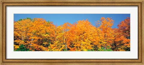 Framed Trees Autumn Ontario Canada Print