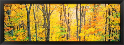 Framed Trees Autumn Quebec Canada Print