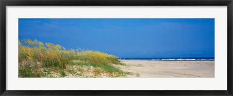 Framed Sea oat grass on the beach, Charleston, South Carolina, USA Print