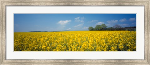 Framed Oilseed rape (Brassica napus) crop in a field, Switzerland Print