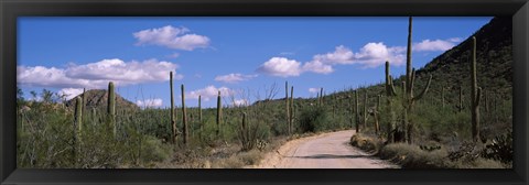 Framed Road passing through a landscape, Saguaro National Monument, Pima County, Tucson Mountains, Tucson, Arizona, USA Print