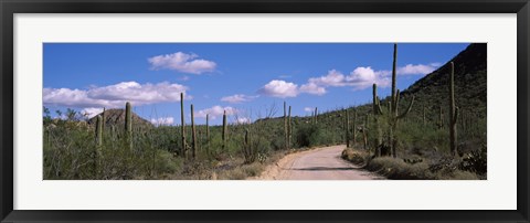 Framed Road passing through a landscape, Saguaro National Monument, Pima County, Tucson Mountains, Tucson, Arizona, USA Print