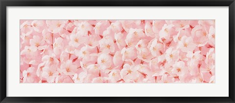 Framed Carpet of Cherry Blossoms Print