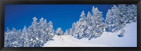 Framed Shiga Kogen Nagano Japan Print