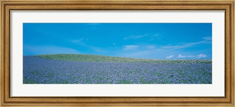 Framed Field Biei-Cho Hokkaido Japan Print