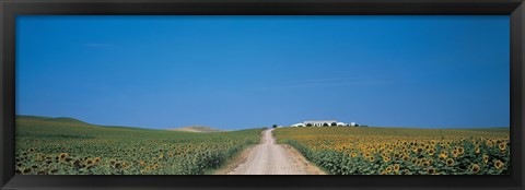 Framed Unpaved road Andalucia Spain Print