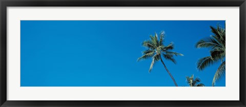 Framed Palm trees Waikiki Oahu HI USA Print