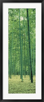 Framed Bamboo Forest Nagaokakyo Kyoto Japan Print