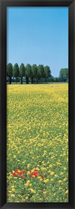 Framed Rape flowers France Print