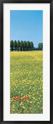 Framed Rape flowers France Print