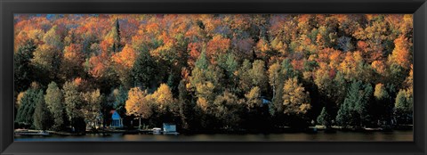 Framed Autumn trees Laurentide Quebec Canada Print