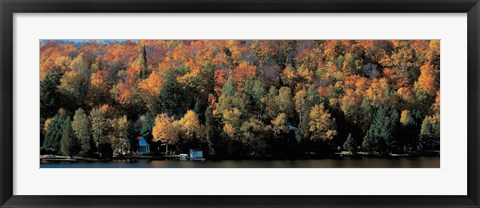 Framed Autumn trees Laurentide Quebec Canada Print