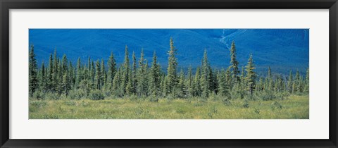 Framed Trees in Banff National Park Canada Print