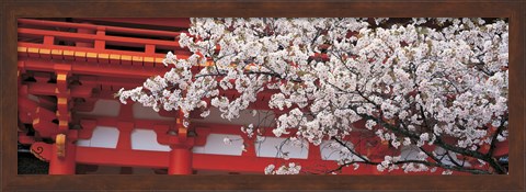 Framed Cherry Blossom Kamigamo Shrine Kyoto Japan Print