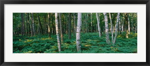 Framed Birch Trees in Forest Print