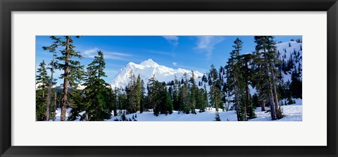 Framed Trees on a snow covered mountain, Mt Shuksan, Mt Baker-Snoqualmie National Forest, Washington State, USA Print