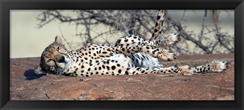 Framed Cheetah (Acinonyx jubatus) resting in a forest, Samburu National Park, Rift Valley Province, Kenya Print