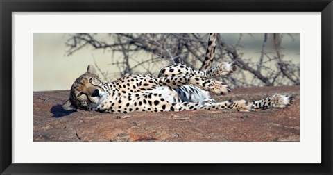 Framed Cheetah (Acinonyx jubatus) resting in a forest, Samburu National Park, Rift Valley Province, Kenya Print