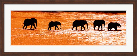 Framed Herd of African Elephants Crossing the Uaso Nyiro River, Kenya Print