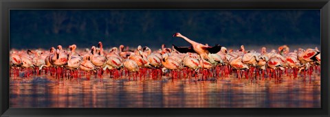 Framed Lesser flamingos in a lake, Lake Nakuru, Lake Nakuru National Park, Kenya Print