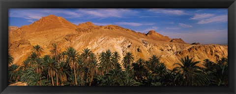 Framed Palm trees in front of mountains, Chebika, Tunisia Print