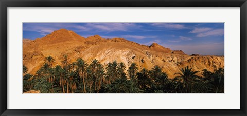 Framed Palm trees in front of mountains, Chebika, Tunisia Print