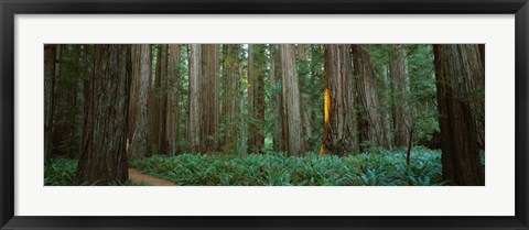 Framed Jedediah Smith Redwoods State Park, California Print