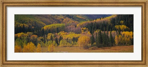 Framed Aspen trees in a field, Maroon Bells, Pitkin County, Gunnison County, Colorado, USA Print