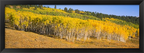 Framed Trees in a field, Dallas Divide, San Juan Mountains, Colorado Print