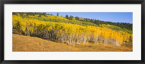 Framed Trees in a field, Dallas Divide, San Juan Mountains, Colorado Print