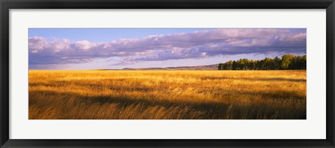 Framed Crop in a field, Last Dollar Road, Dallas Divide, Colorado, USA Print