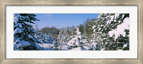 Framed Snow covered trees in a forest, New York State, USA Print