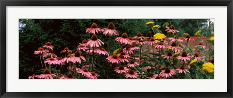 Framed Eastern Purple coneflower (Echinacea purpurea) in a forest Print