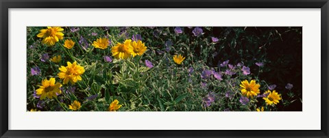 Framed Flowers in a botanical garden, Buffalo And Erie County Botanical Gardens, Buffalo, Erie County, New York State Print