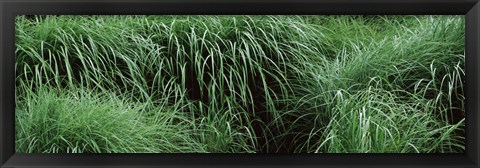 Framed Close-up of Fall-Blooming Reed Grass (Calamagrostis brachytricha) Print