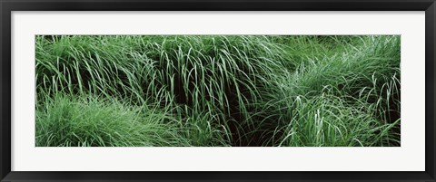 Framed Close-up of Fall-Blooming Reed Grass (Calamagrostis brachytricha) Print